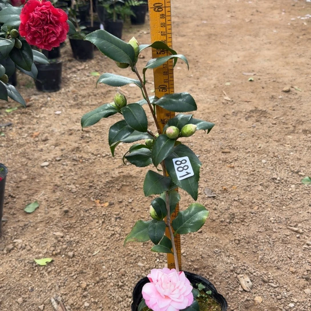 少量花朵（建议范围：2朵-5朵 或40%以下）881津川娇