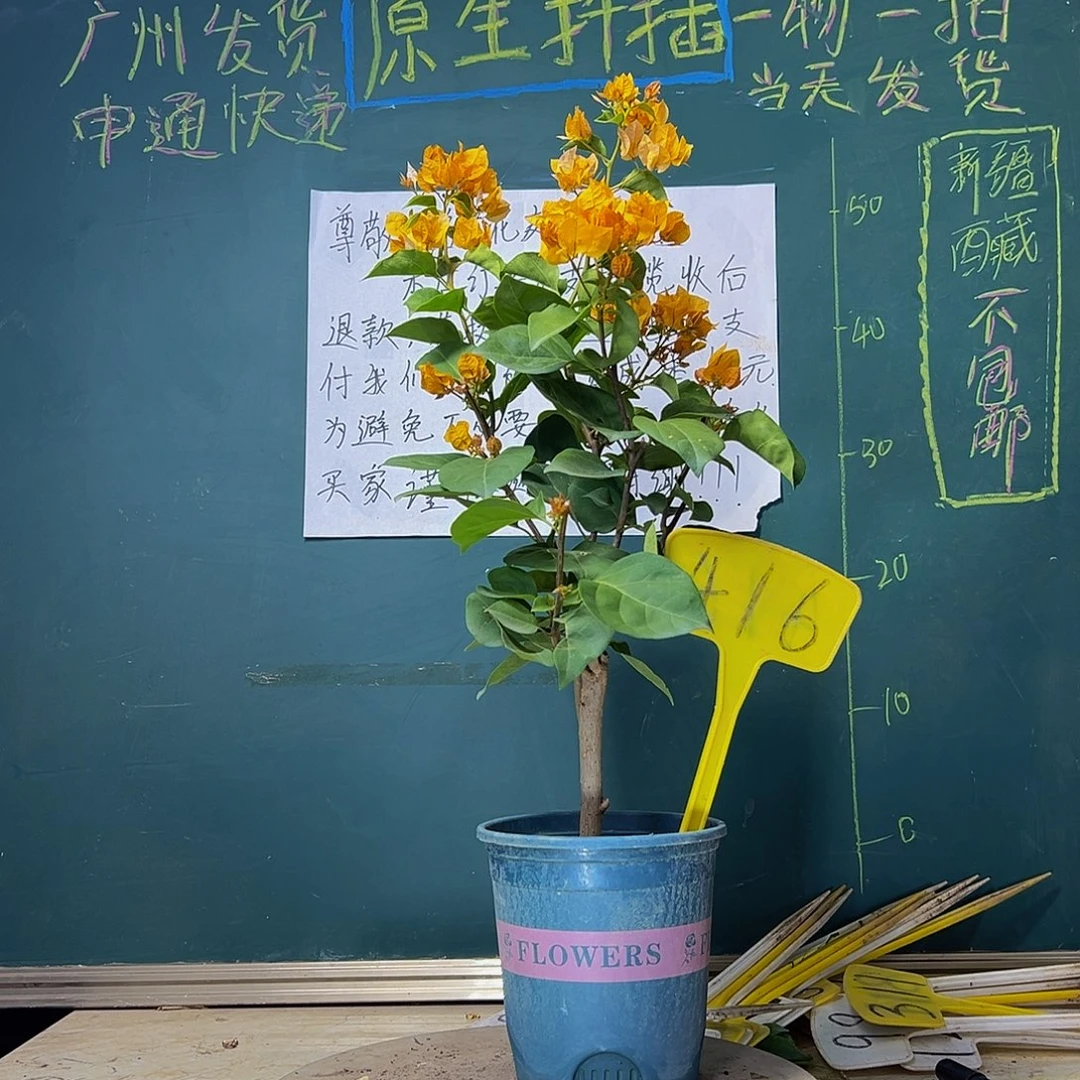 当前无花栽培后可以开花加州黄金416