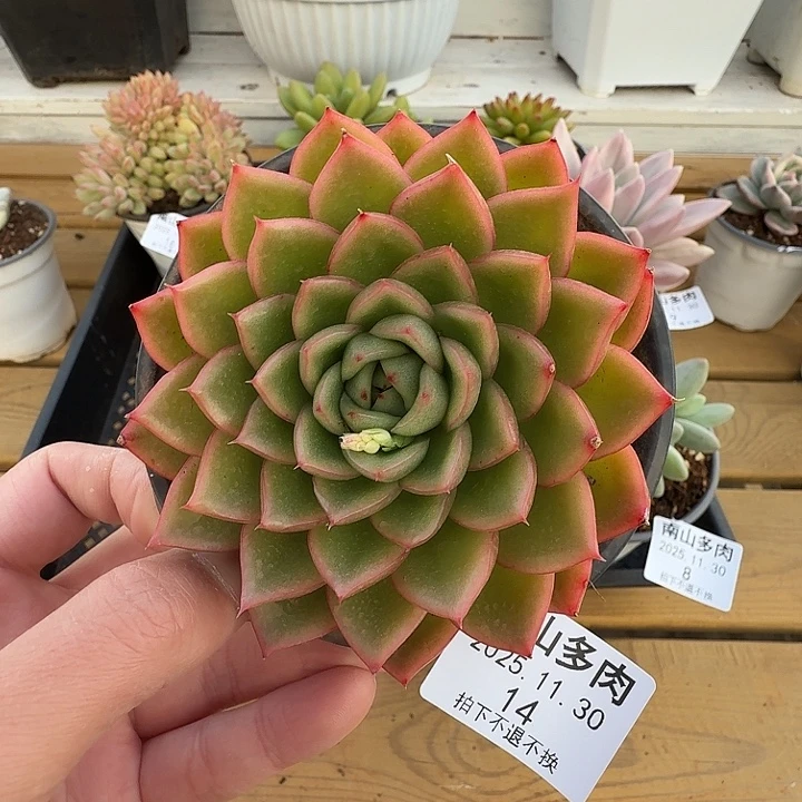 冬云11111111130-14