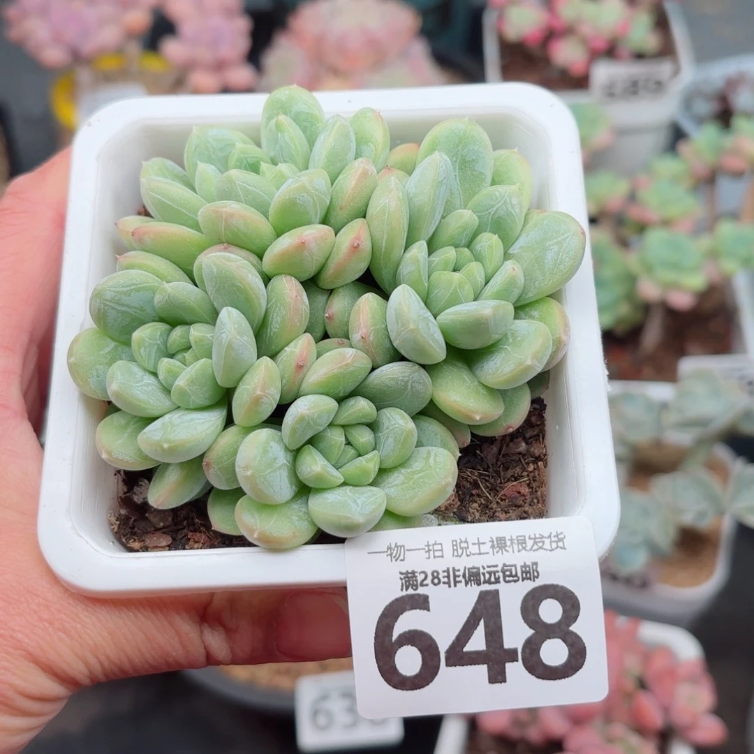 百达翡翠无盆土发货