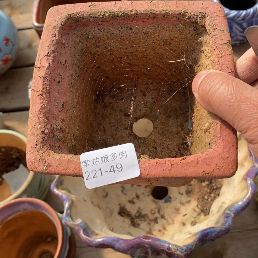 红陶唐*儿49号多肉盆一个呀