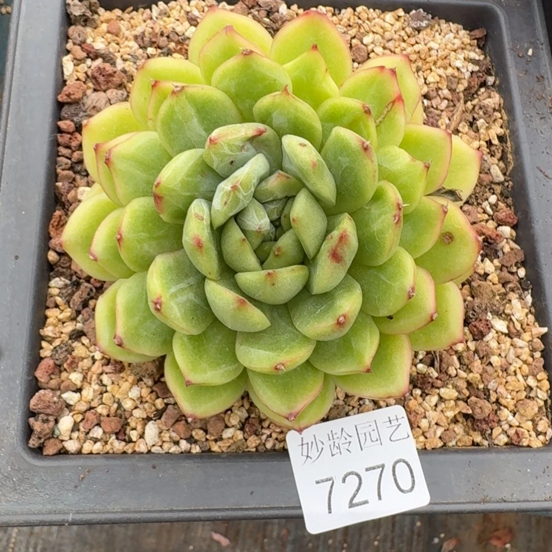 ***气7270杂交多肉植物基地