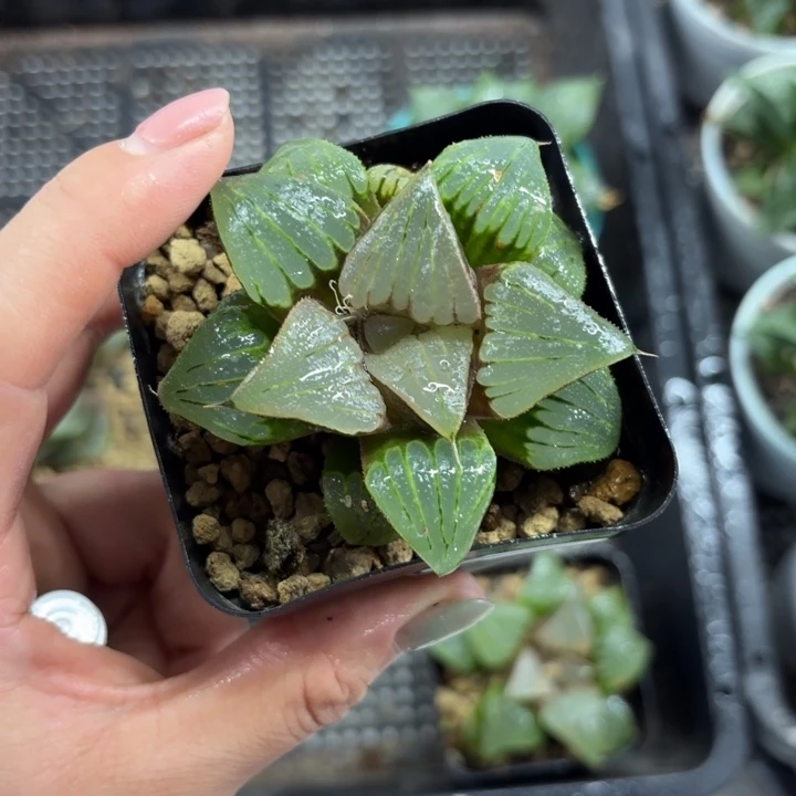 玉颜寿多肉植物哈哈
