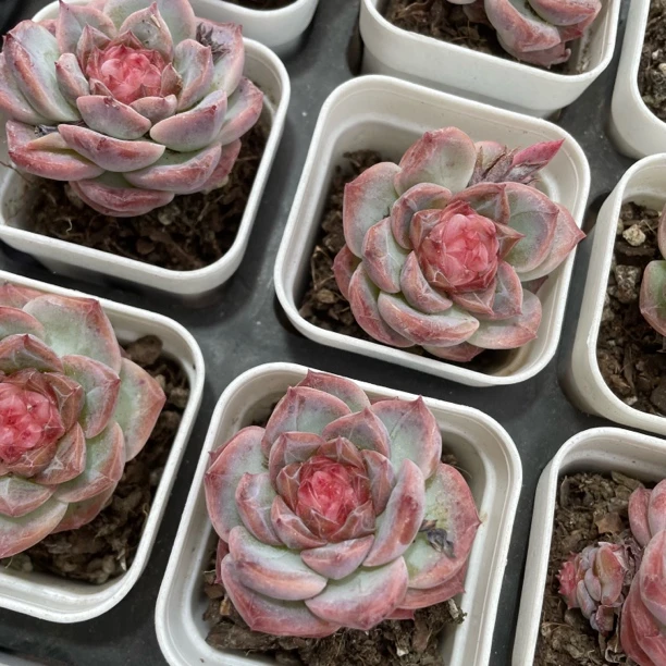 冻唇蜜精品多肉带盆土发货