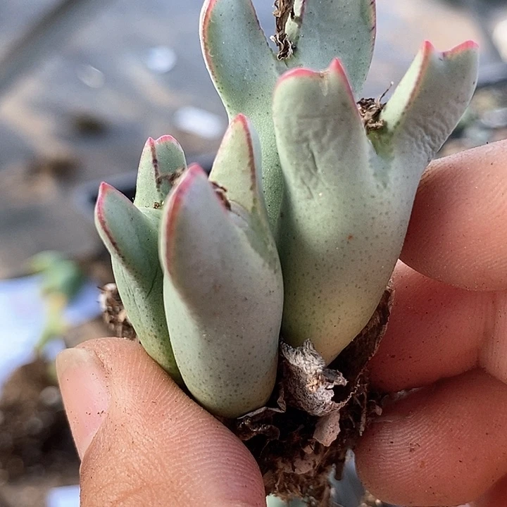 10549皮卡丘一颗