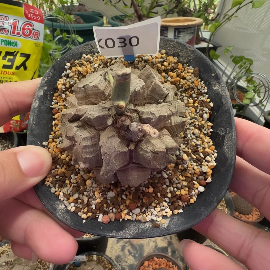 多肉植物专拍 一物一拍 南非龟甲龙030