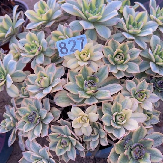 南***容多肉植物一个星包