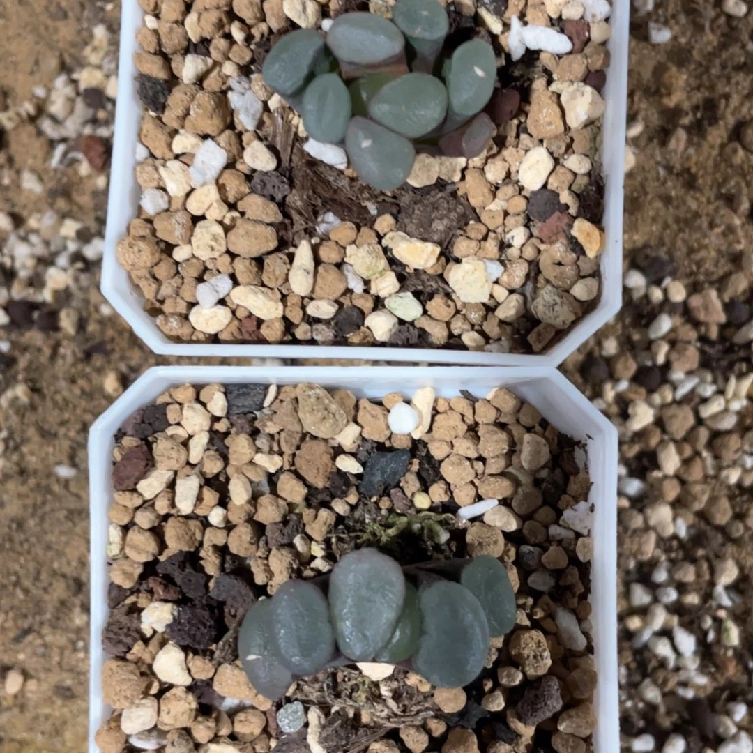 文***越紫镜专拍2。