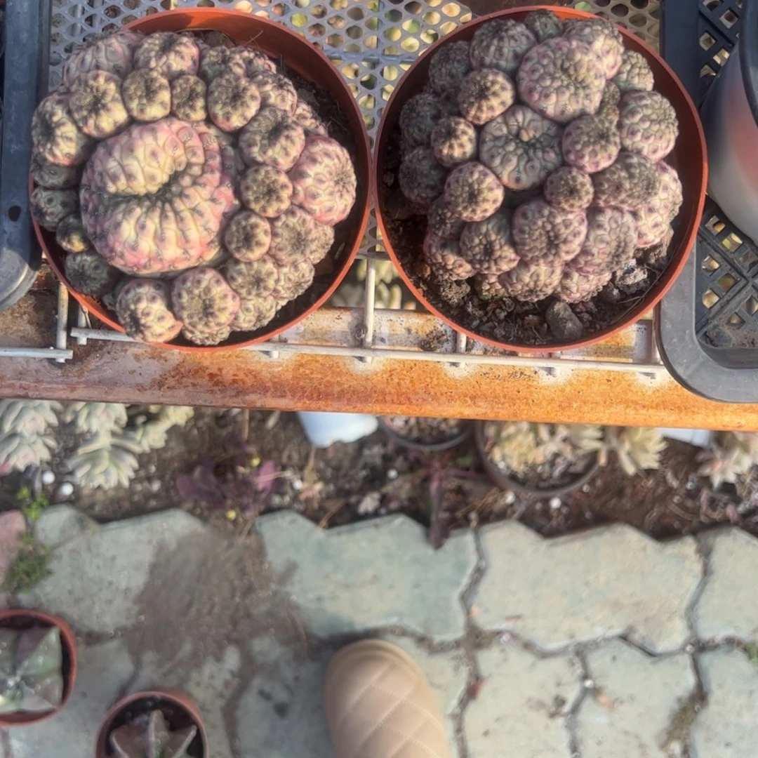 紫丸多肉植物精品