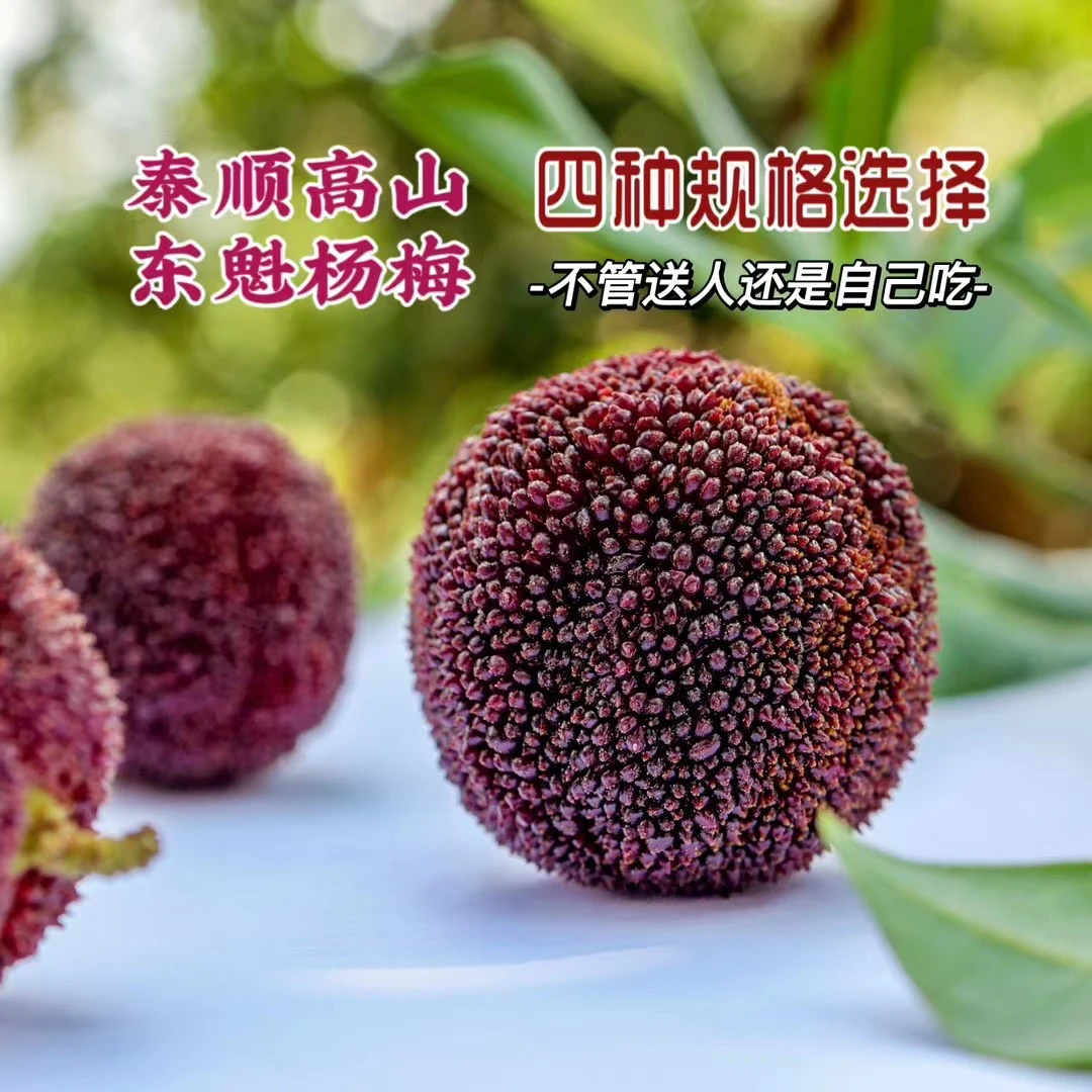 《特大果》小样专属泰顺高山东魁大杨梅飞云湖高现摘现发香甜爆汁