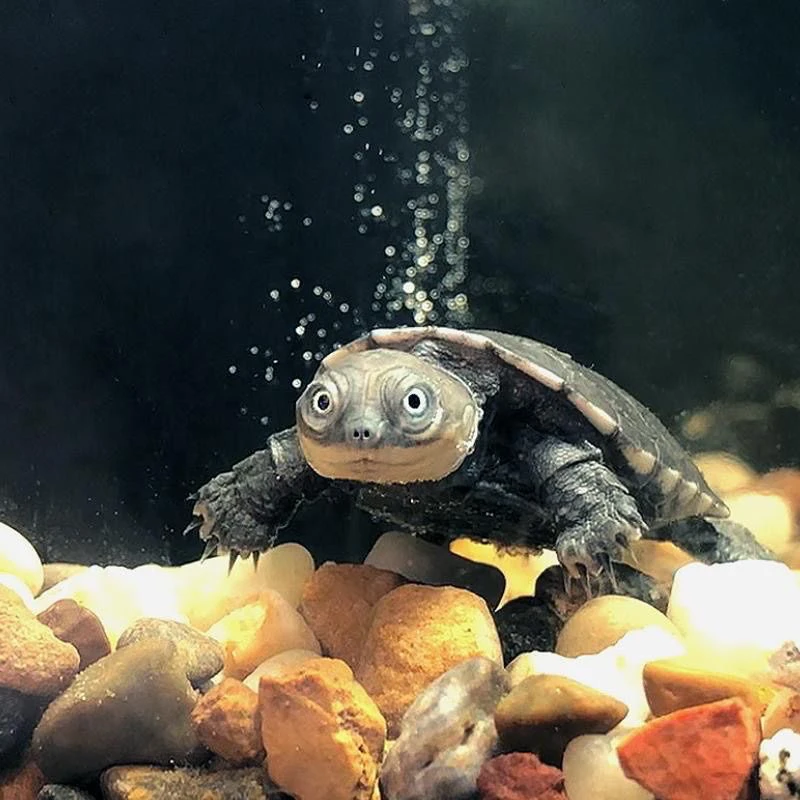 适合家养的可爱网红潮龟沼泽侧颈仰泳乌龟好看高颜值活物宠物龟