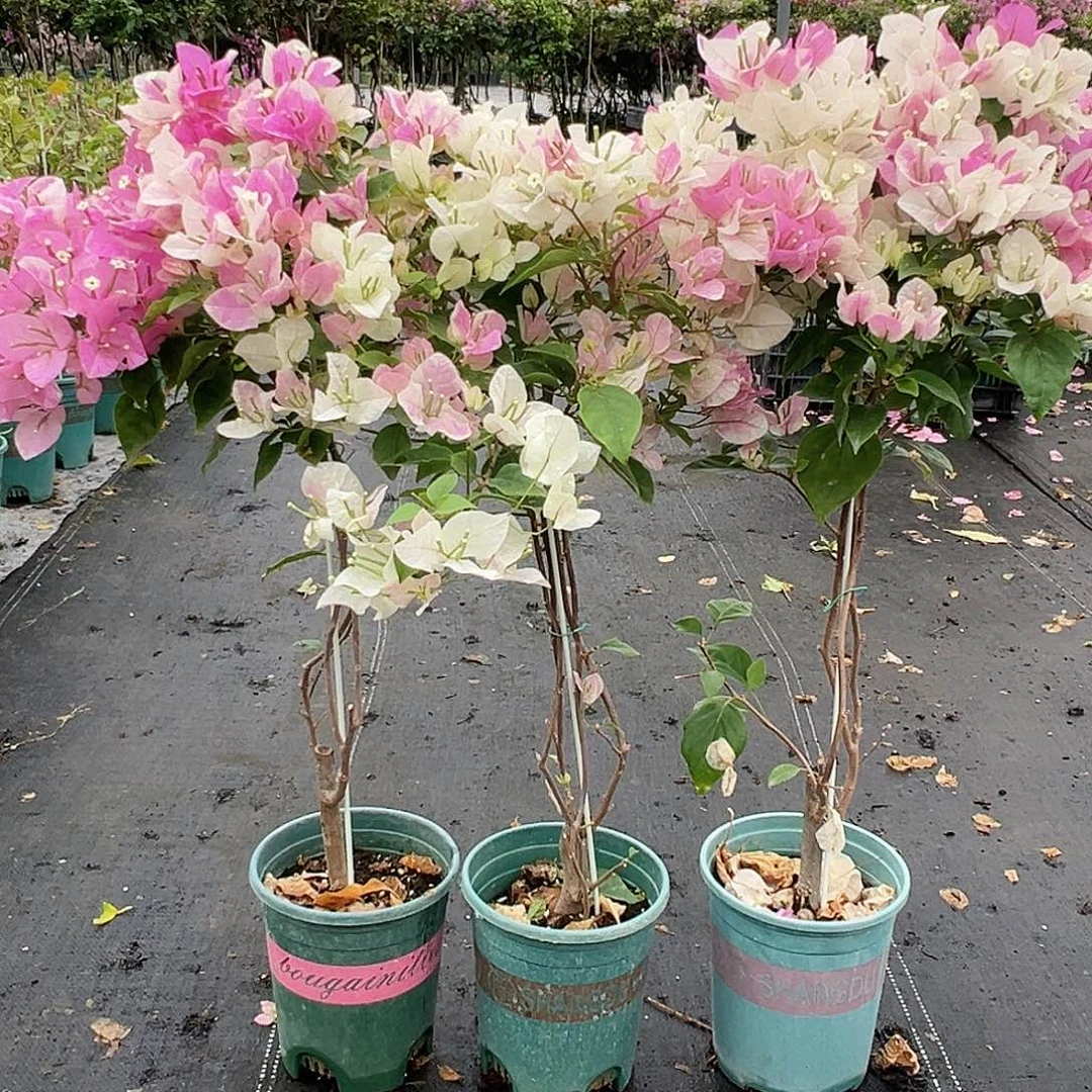 大部分花苞少量开放广红英带竹一颗，棒棒糖型的