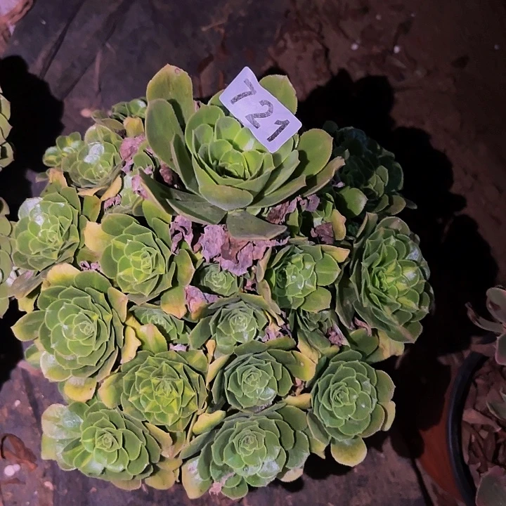 721夜光杯多肉植物