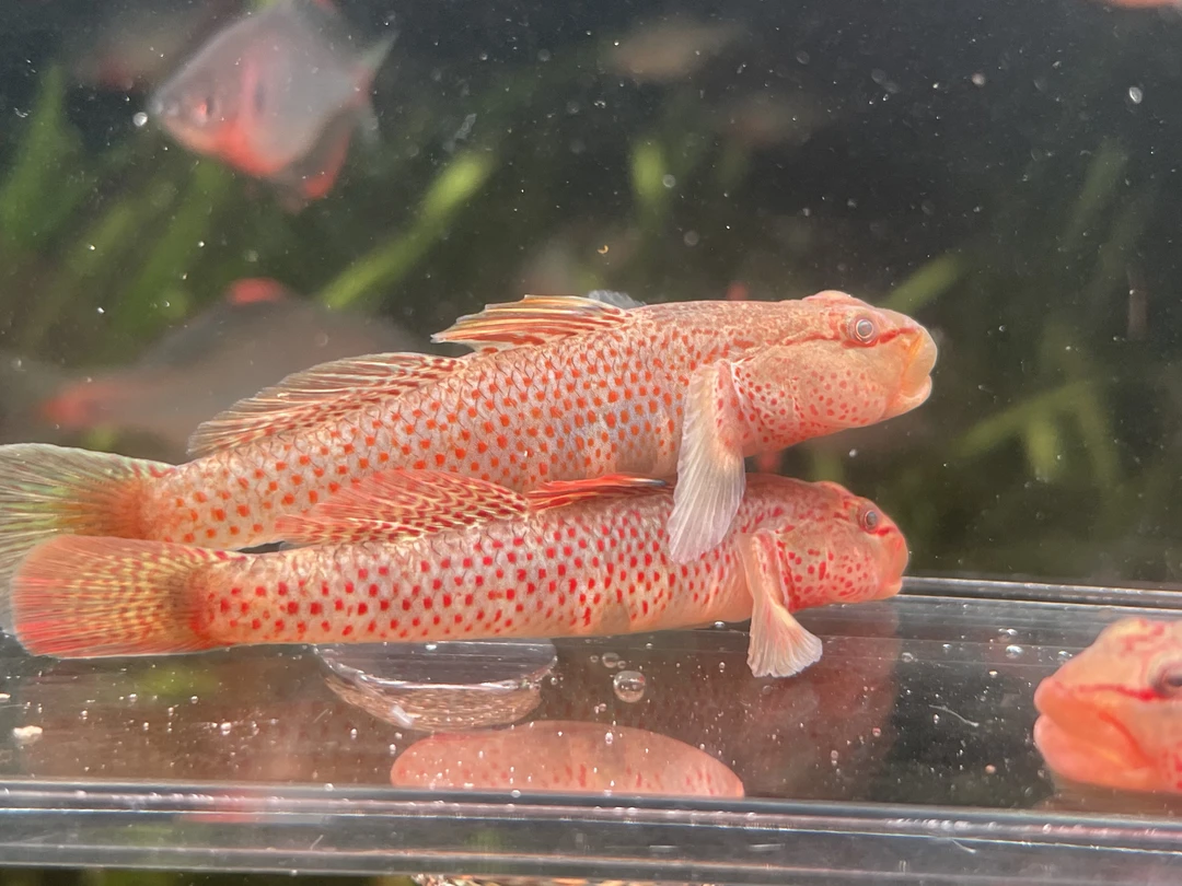 江西红神农虾虎鱼 原生鱼 淡水观赏鱼 虾虎
