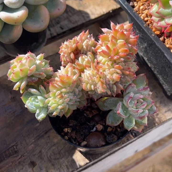 青鸾 缀化 多肉植物