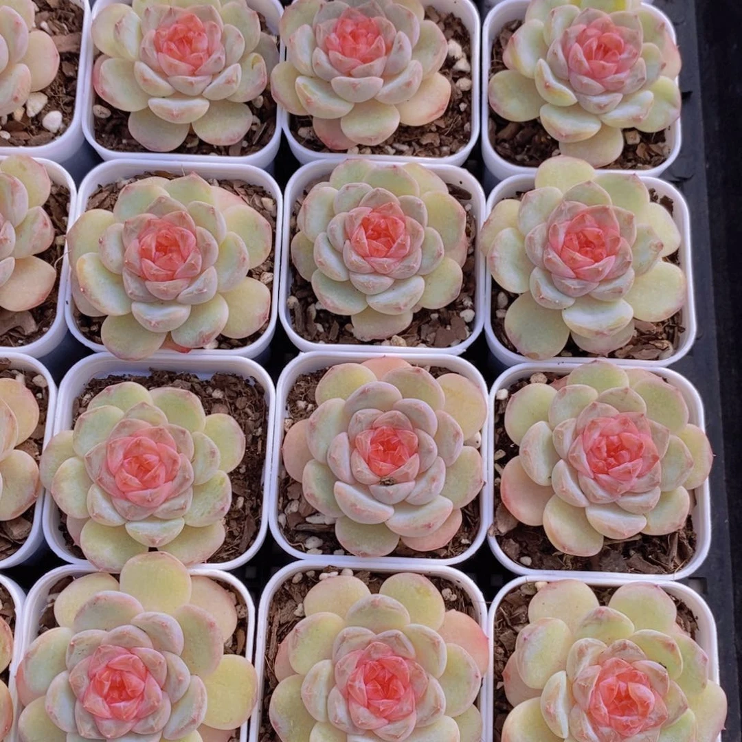 1205-24-精品葡萄珍妮单头两个