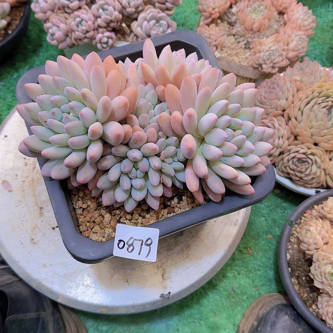 ?****0879杂交多肉植物