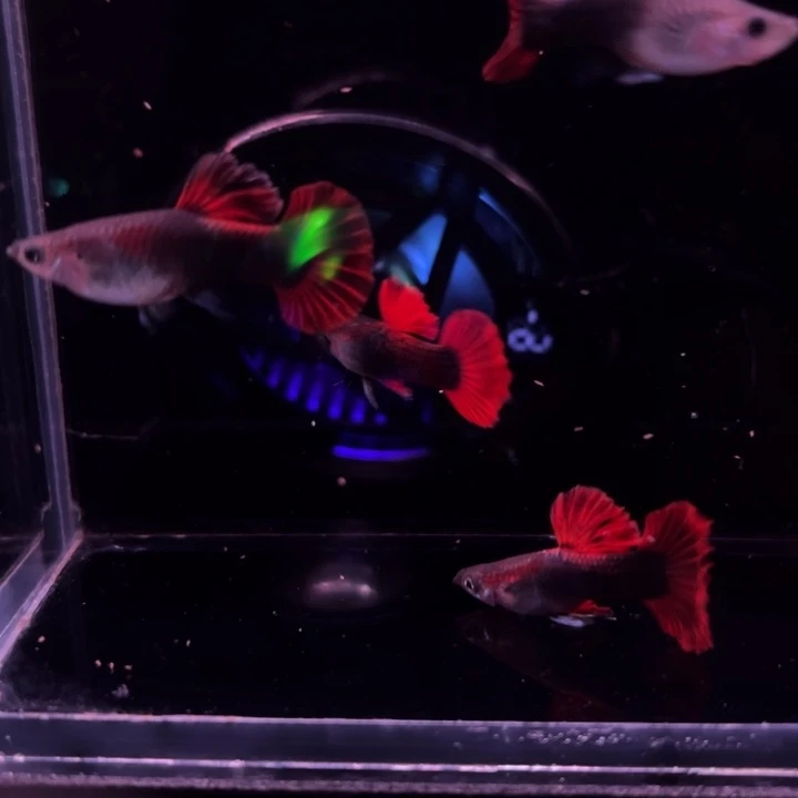 孔雀鱼爆绒折扇压成6条