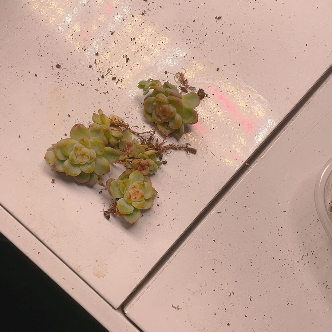 T3000 号状态穴甜心一个满25包邮