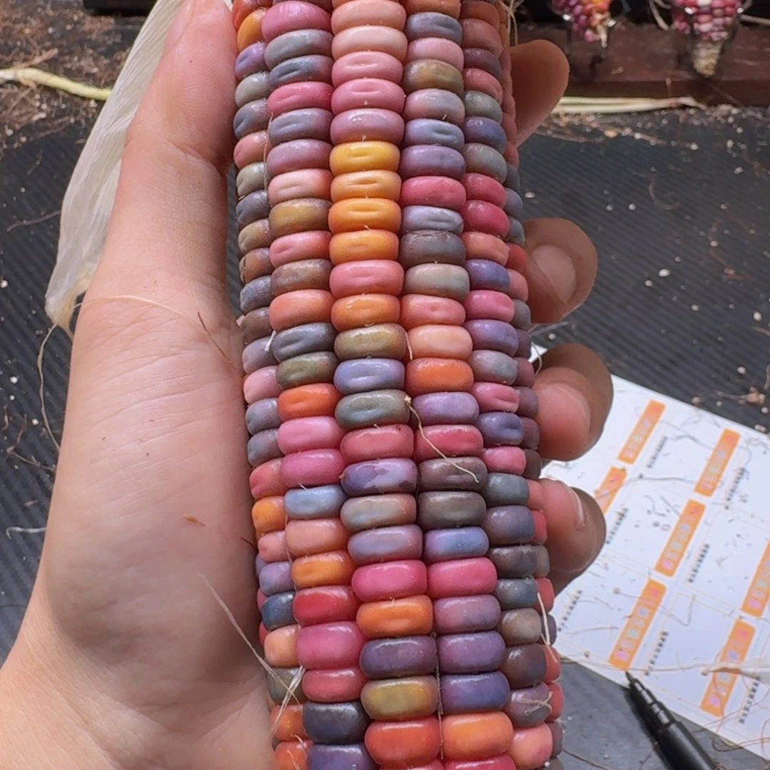 .***.柏香籽/百香籽吊坠