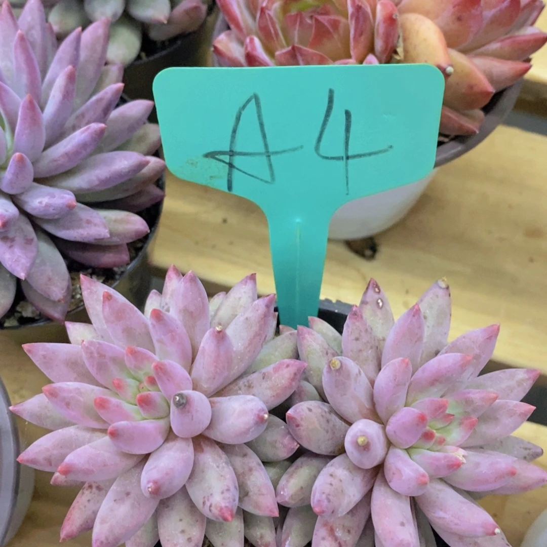 开心多肉，一单包邮，第2场