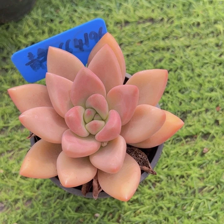 健健康康平平安安