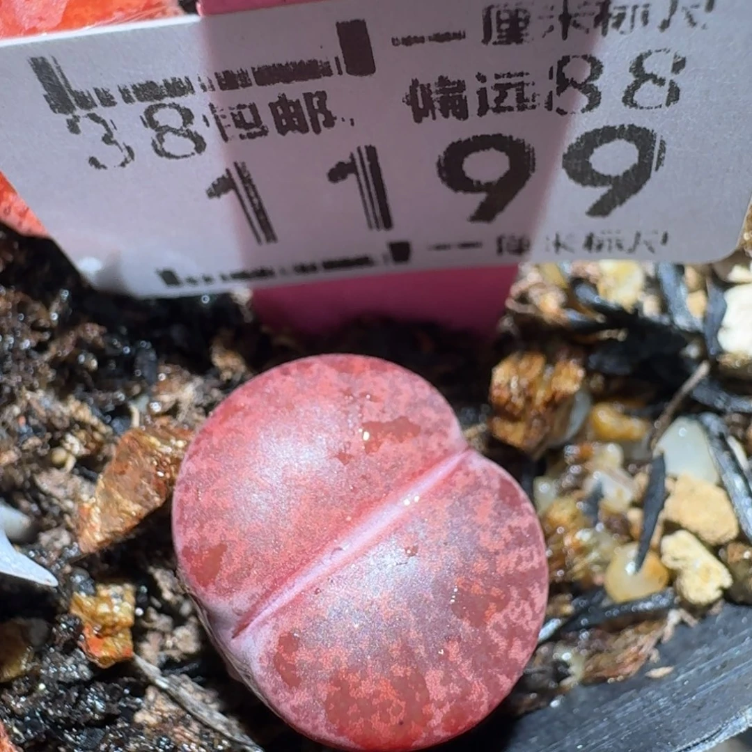 zzz美货便宜啦1199