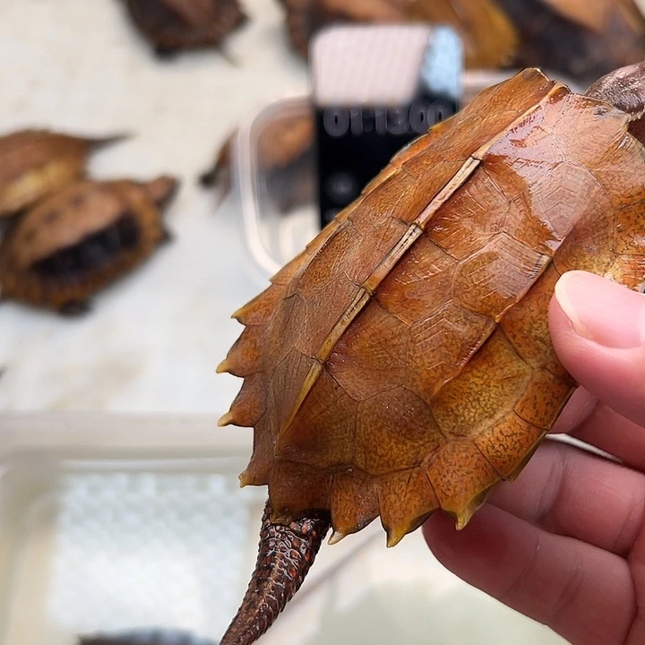 母宠物龟7****8枫叶龟