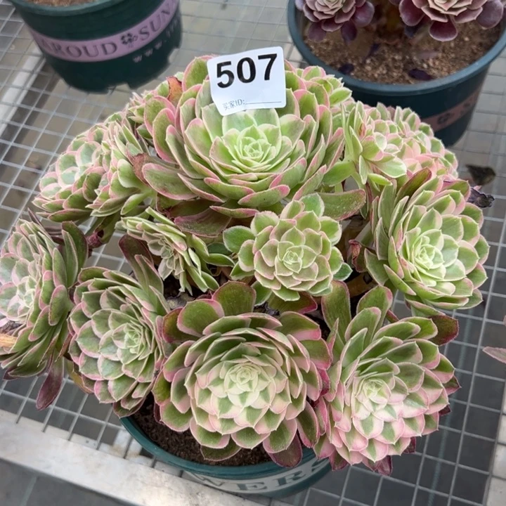 507孔雀翎25厘米半木质