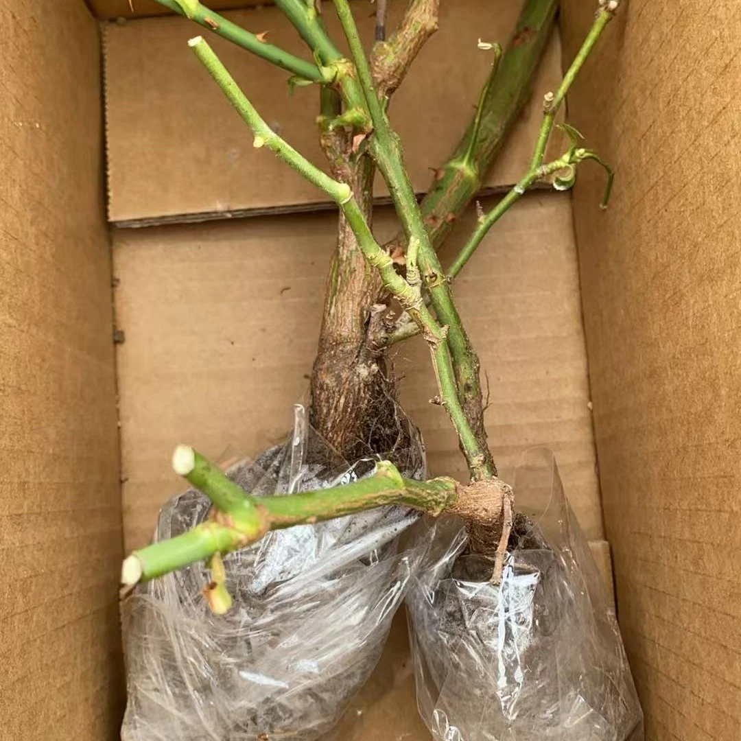 〖中秋福利〗月季盆栽庭院阳台花苗剪枝发货