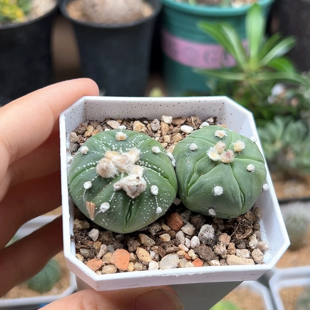 无花朵5瓣腹棱兜一颗一颗