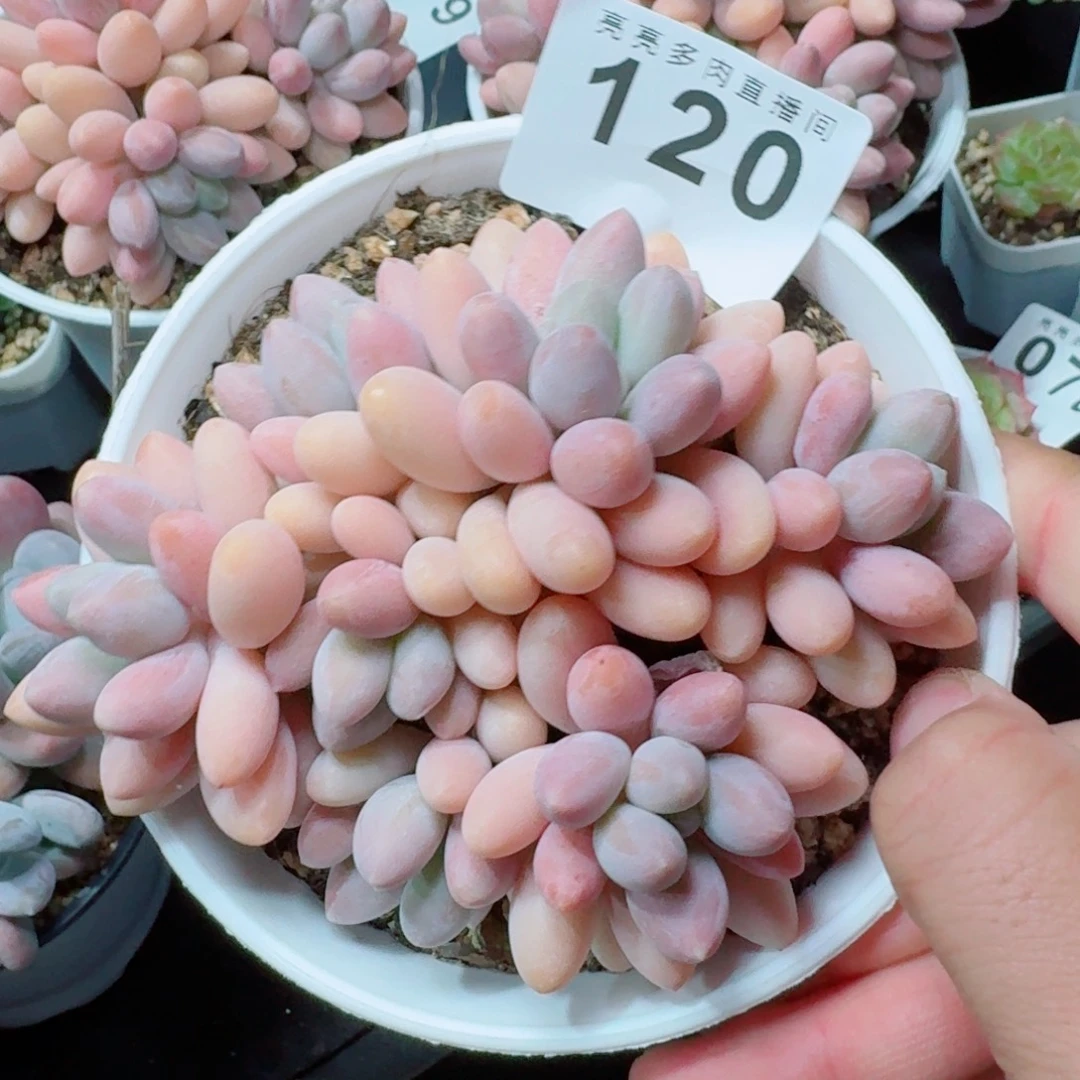 粉色恋人群生            精美多肉植物
