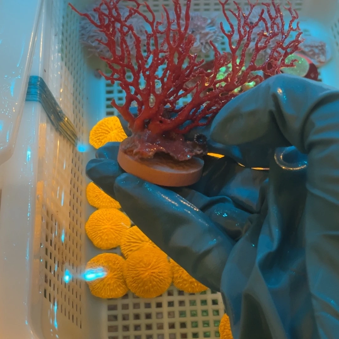 沐****奶嘴海葵红海树1111111