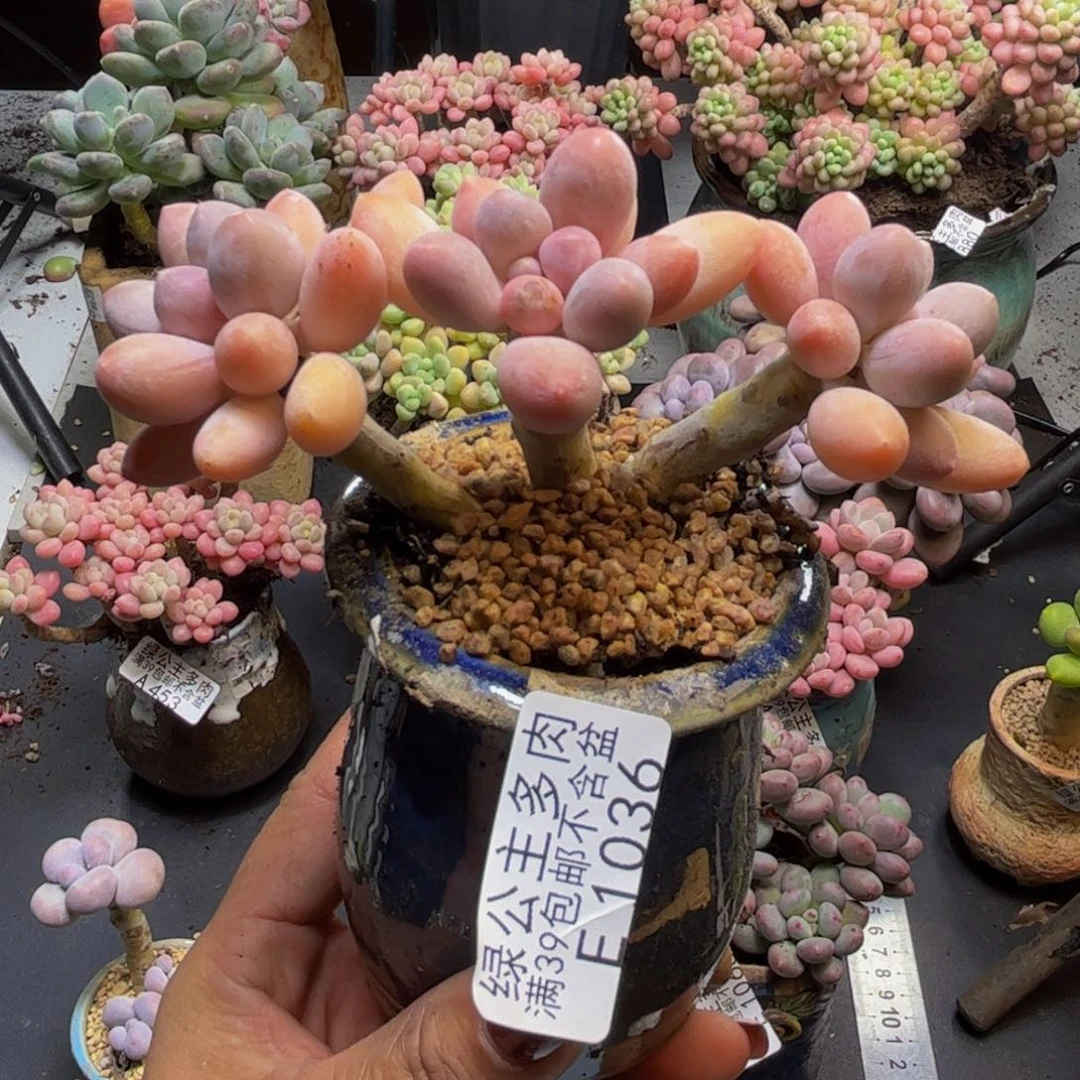 黄金手指奶酪1036/9cm
