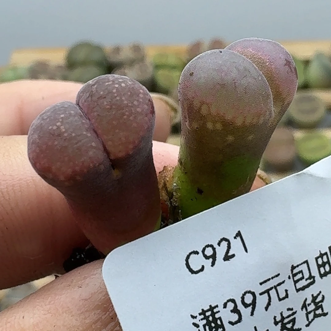 921多肉哈哈哈哈哈哈哈