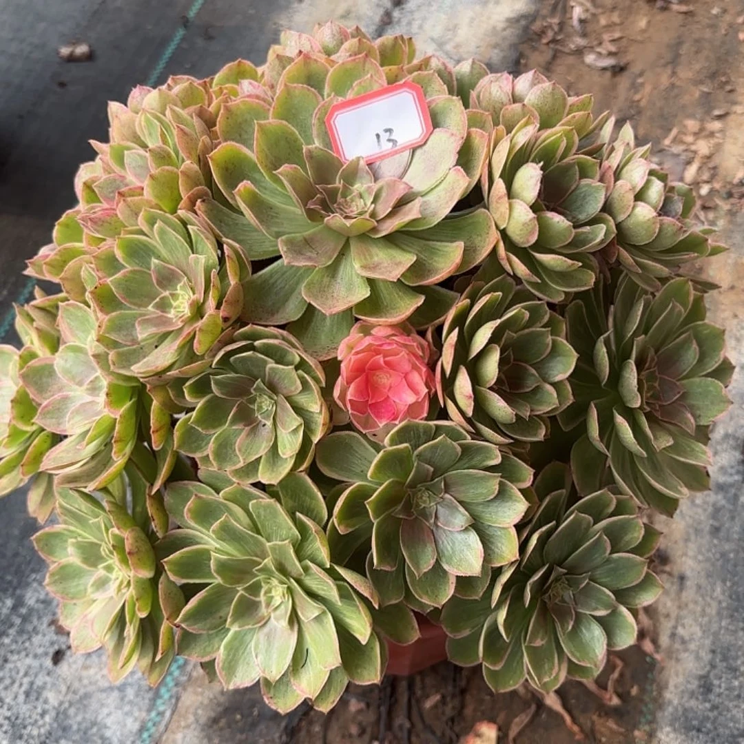 全部花朵13莲花座多肉植物