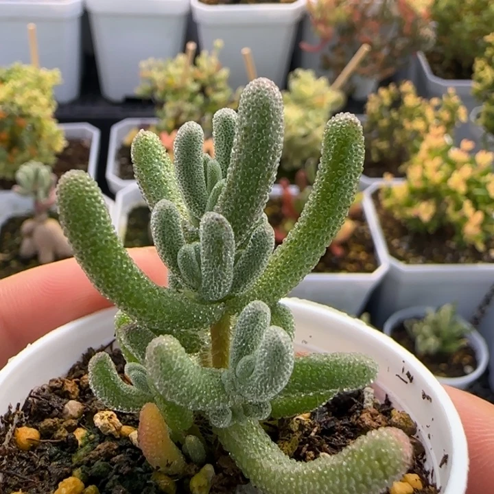 045-白闪光植物枝干