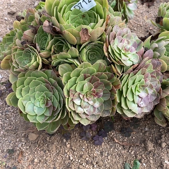 712花月夜多肉植物法师