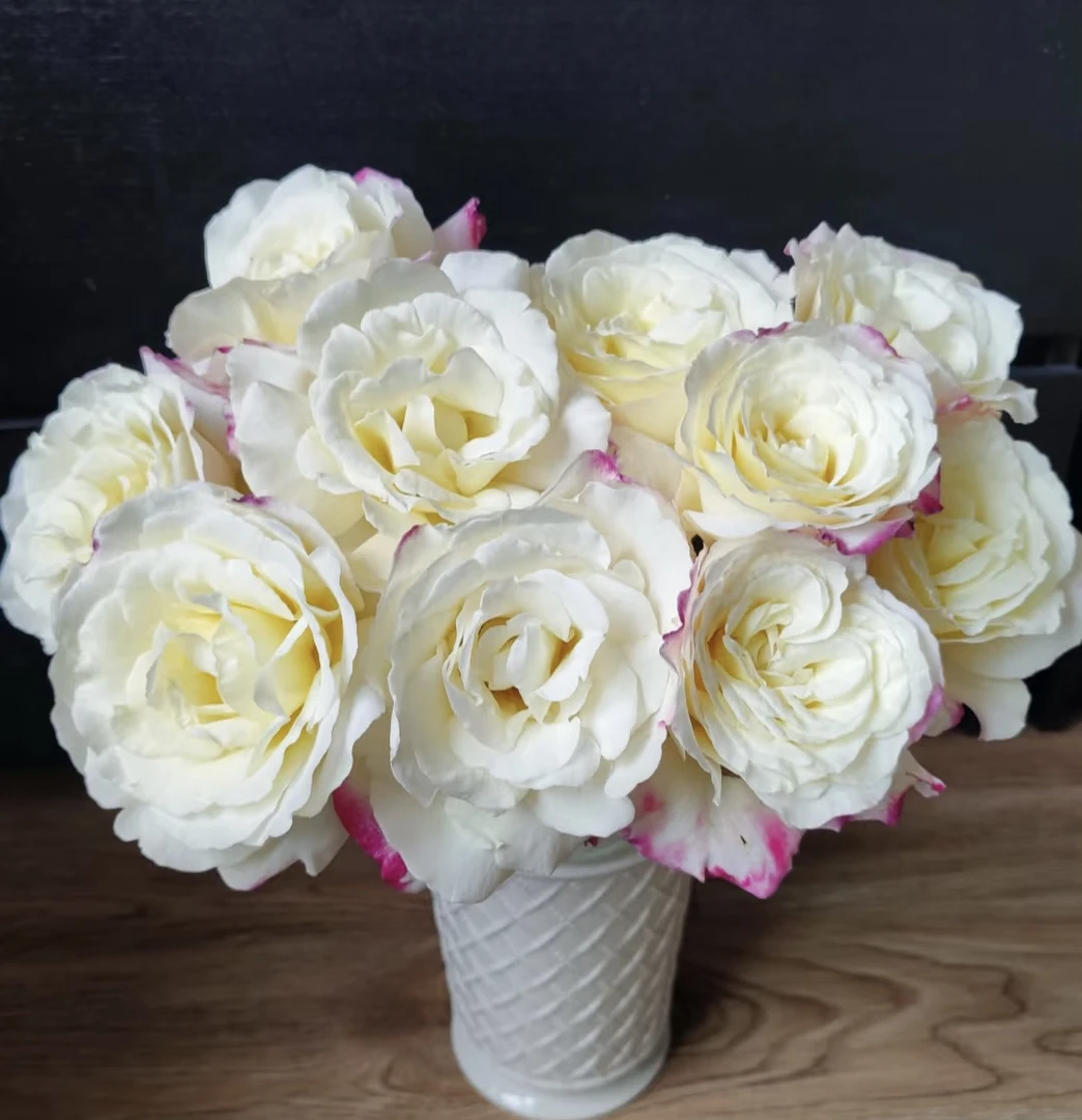 【单头红双喜玫瑰】全场任意两单顺丰冷链包邮，一单需补邮费！