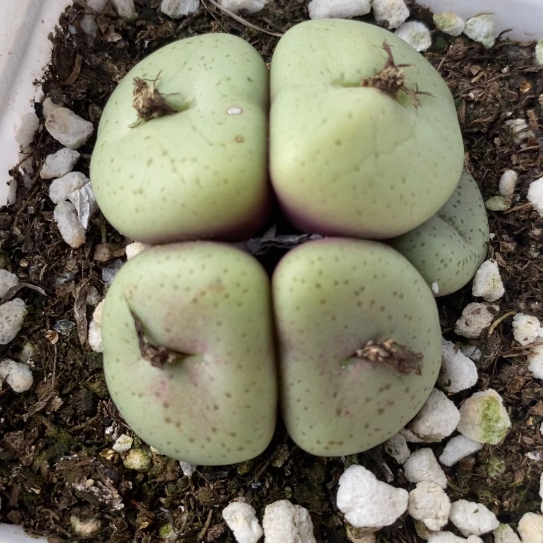 849吕氏大饼一群