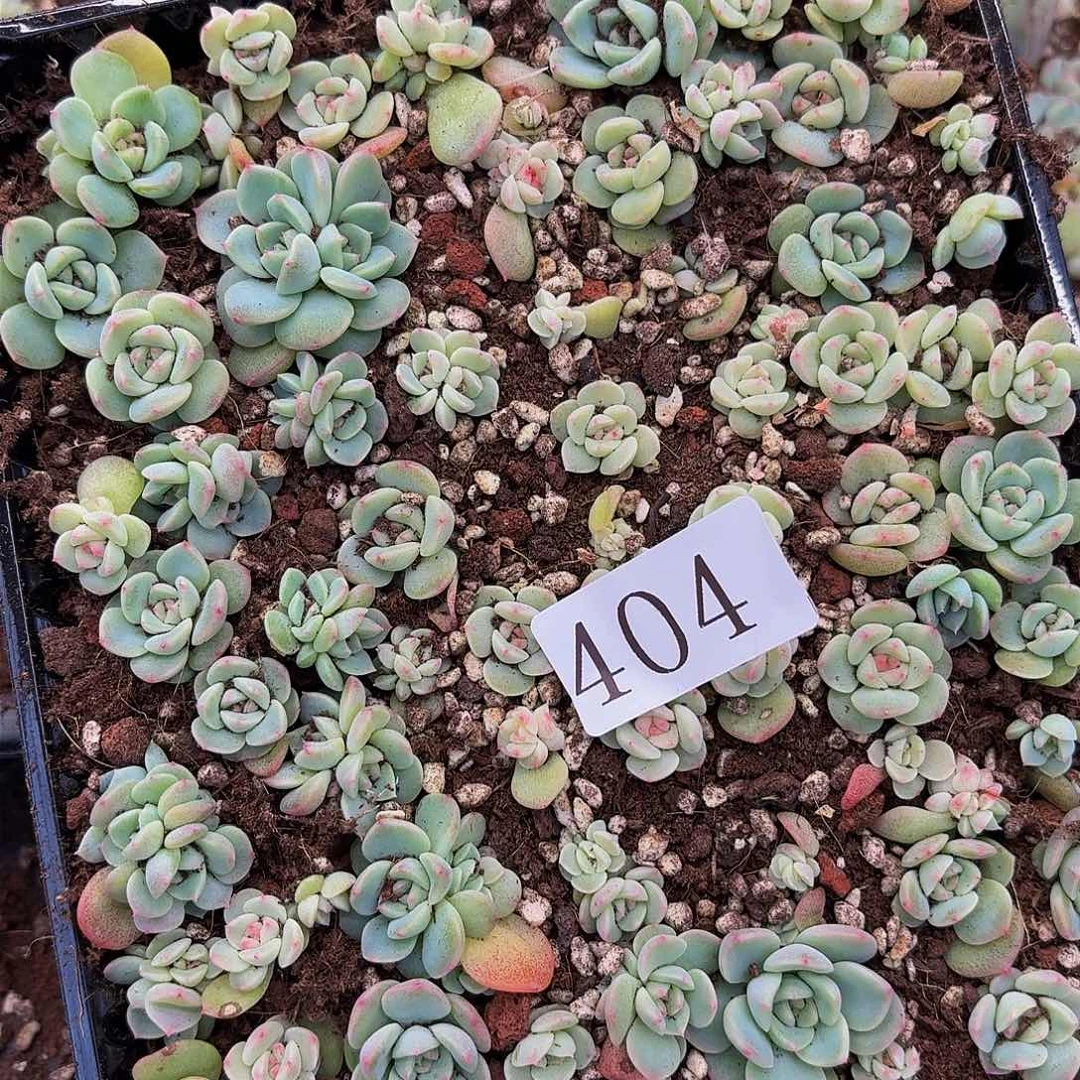 囡***囝多肉植物多肉植物404