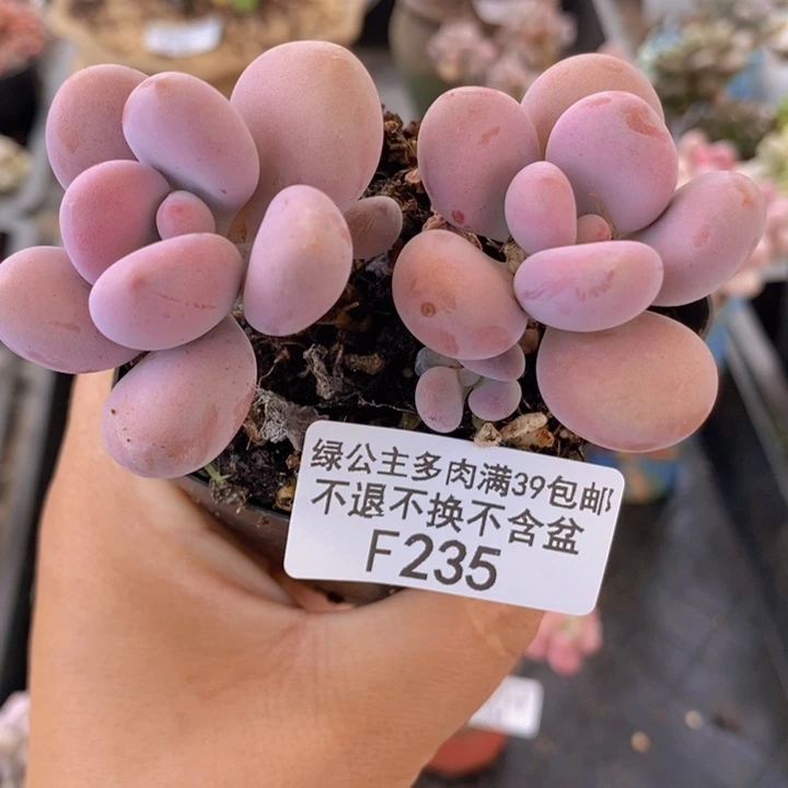 腰子桃蛋6cm235多肉植物
