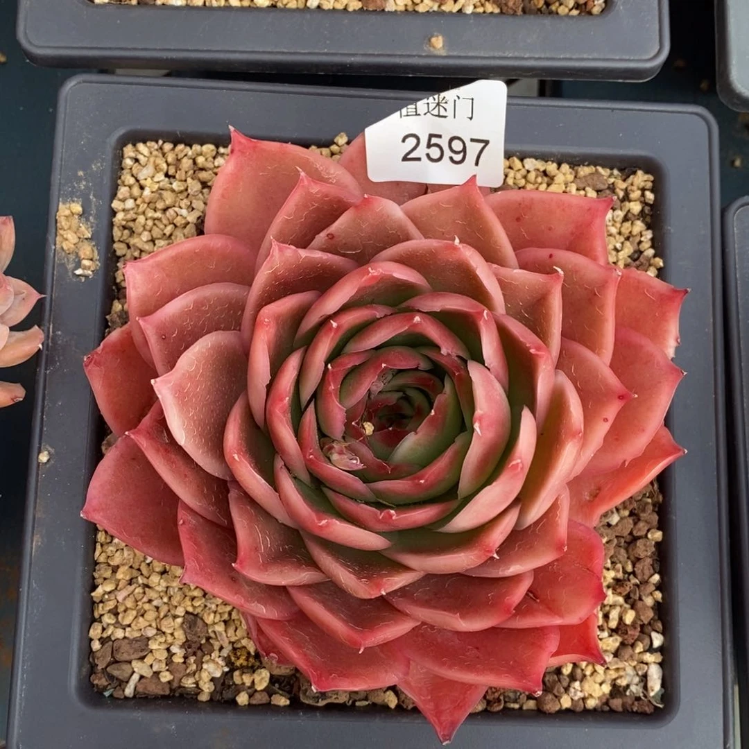 皮***杂交精品多肉2597