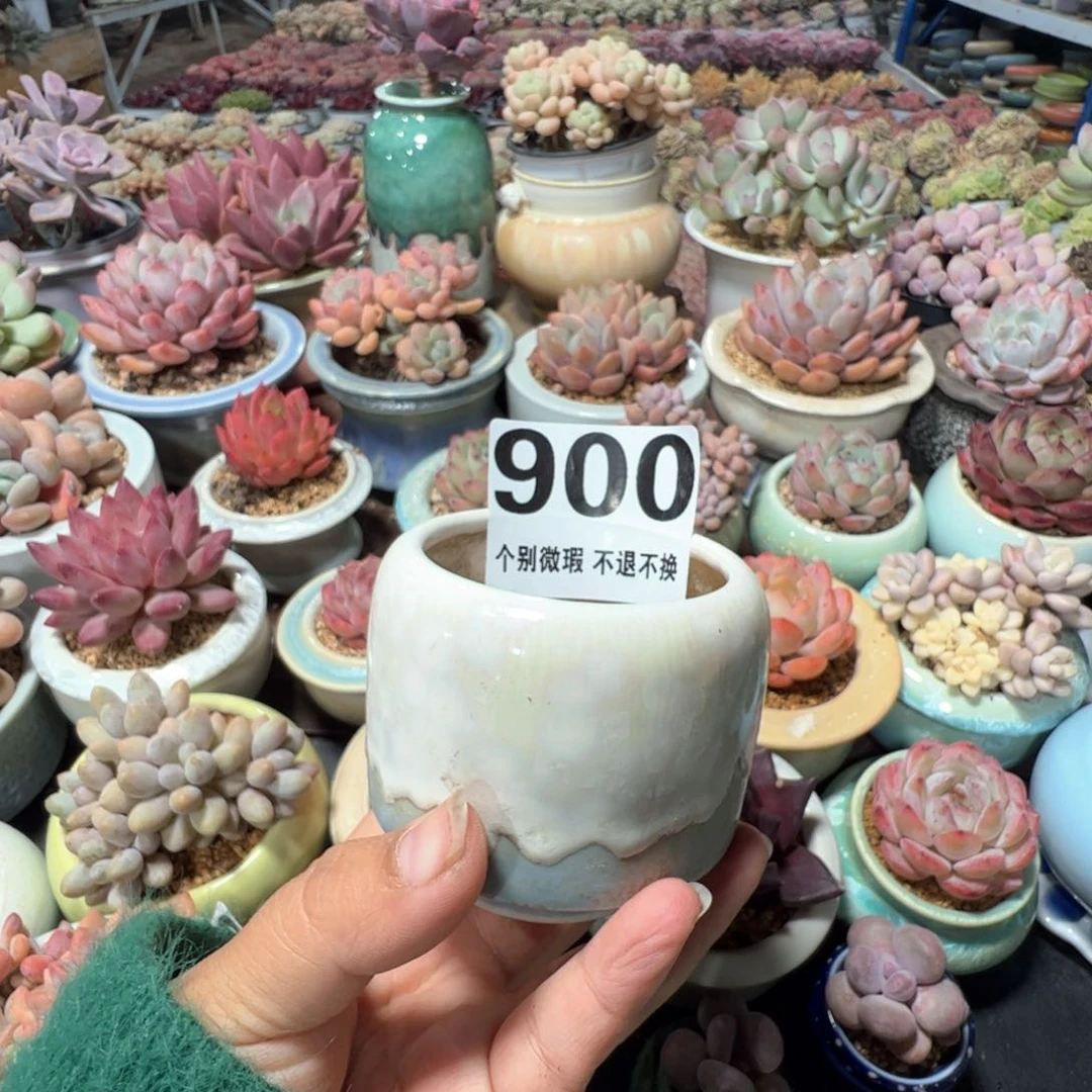 花盆满50发货 内口6