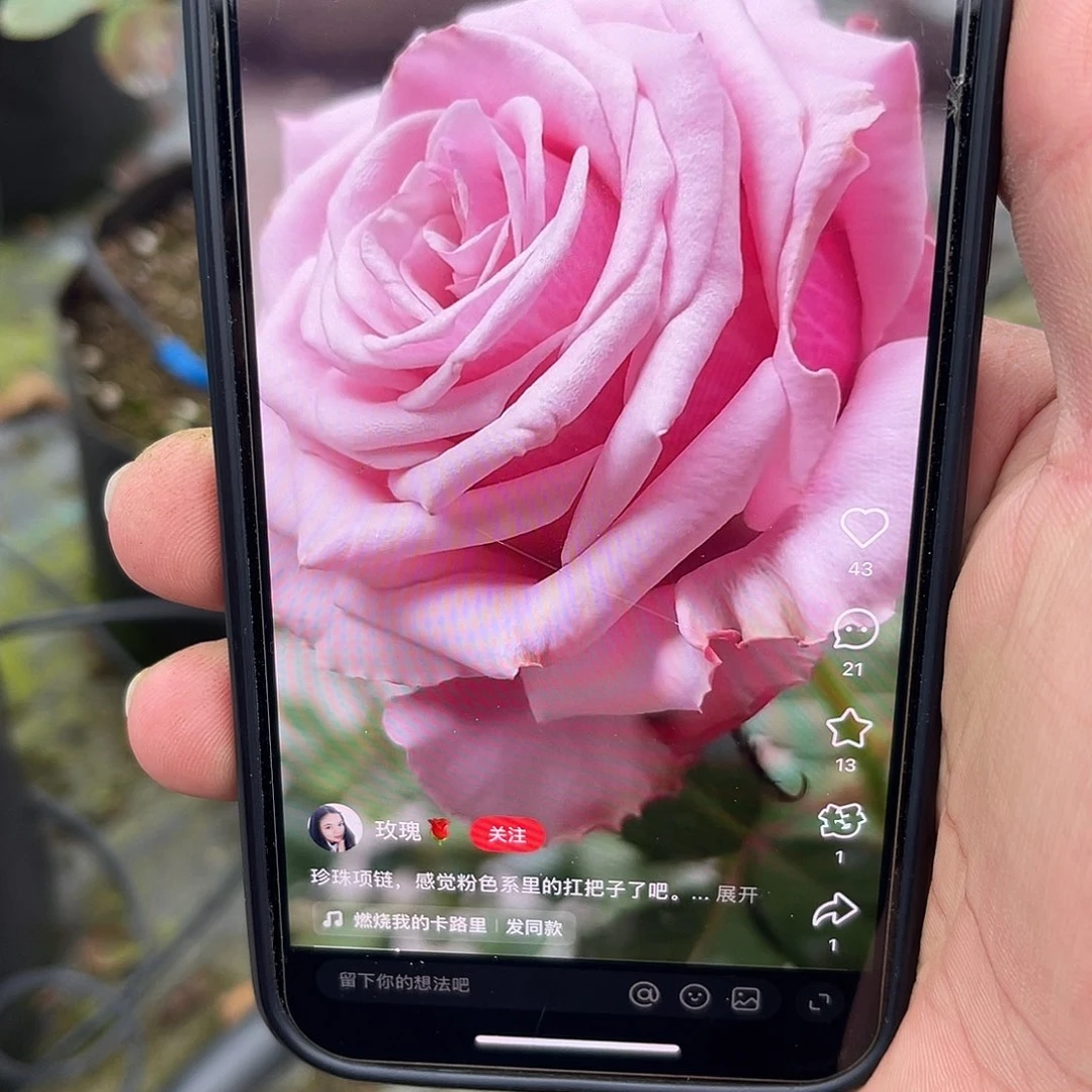 无花朵——-珍珠项链 福利款