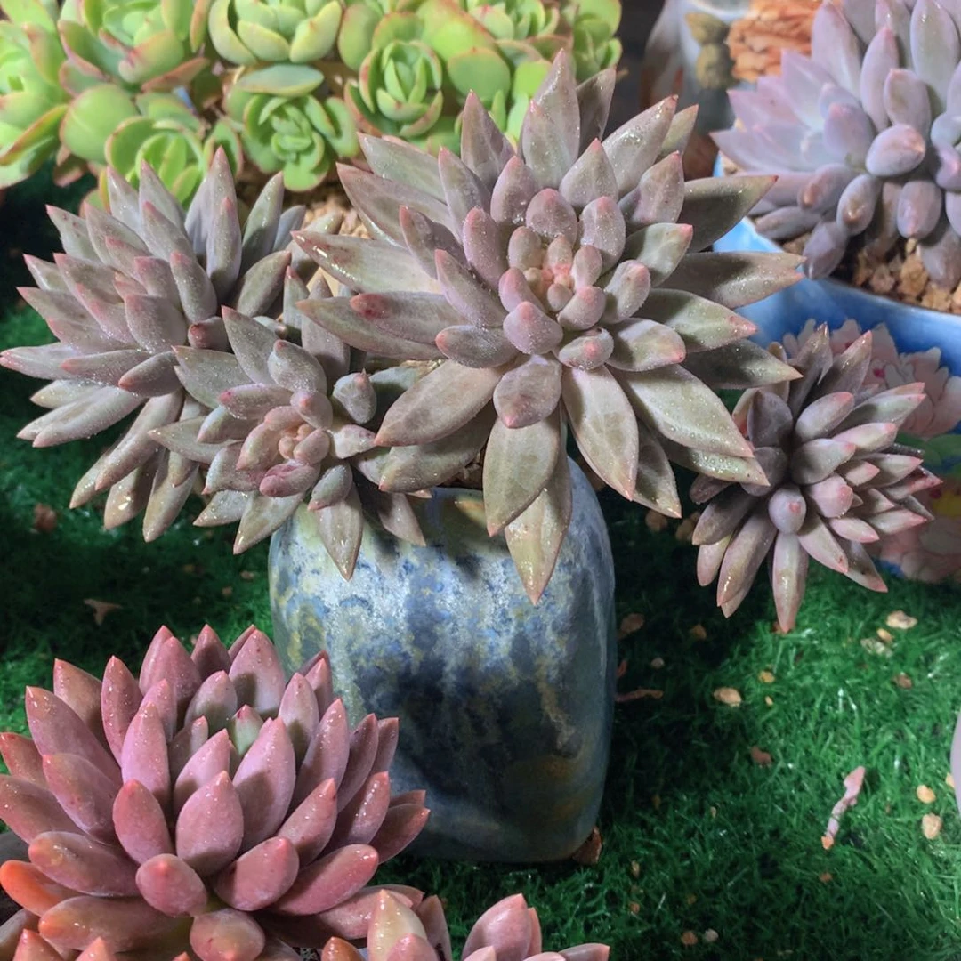 正版水晶球16 公分一物一拍