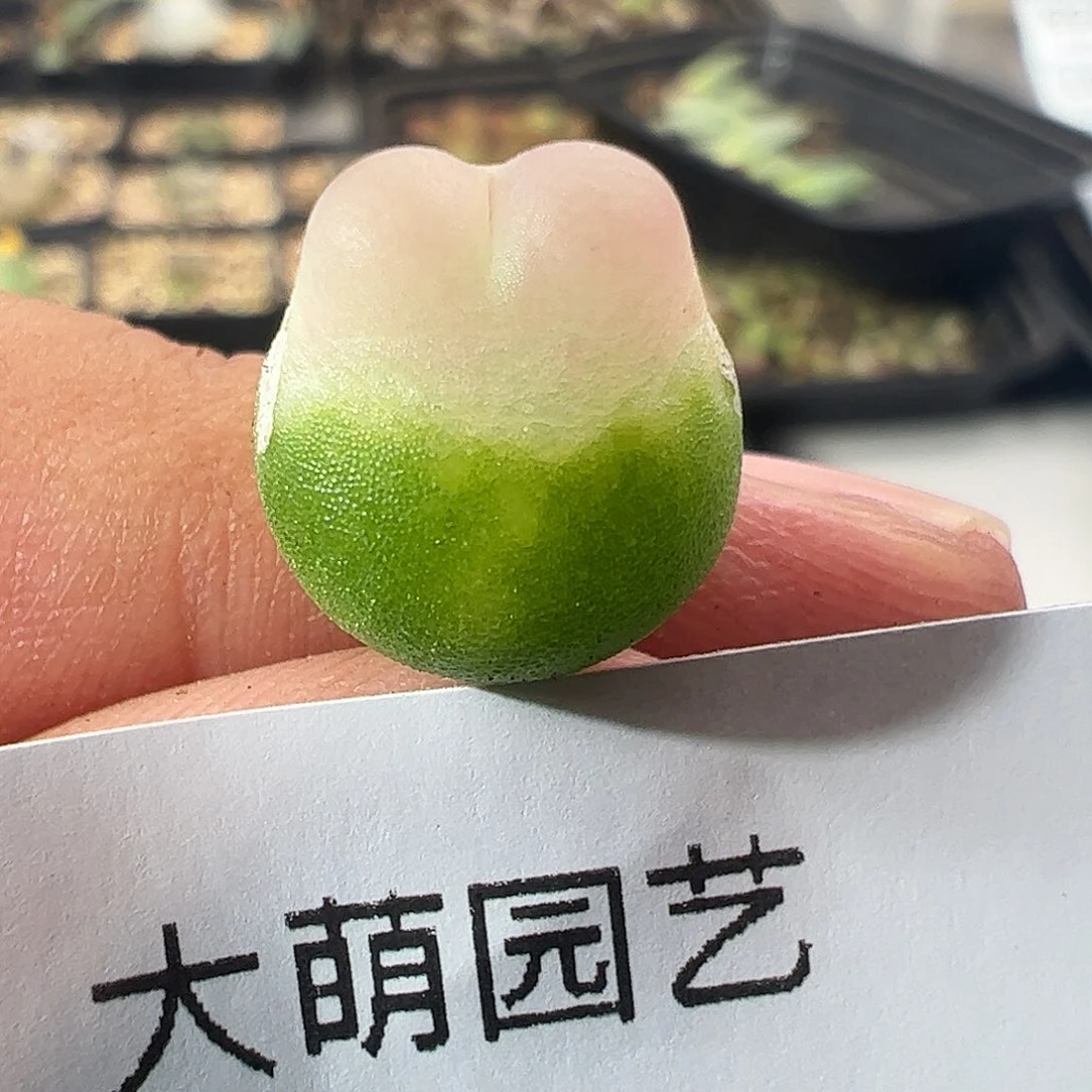 一物一拍。     252