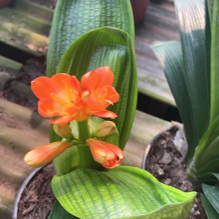 无花朵君子以自强不息