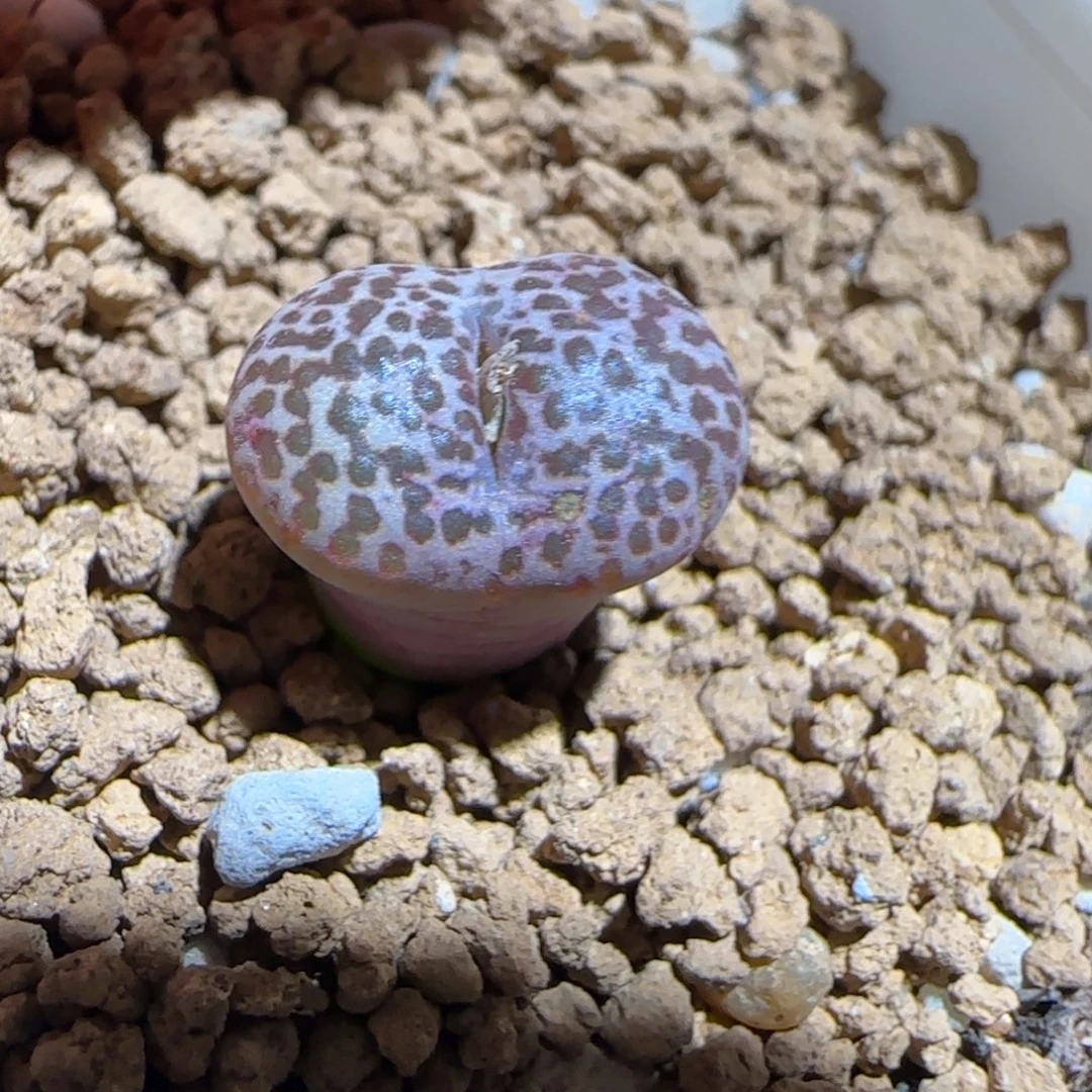 肉锥多肉植物组合-豹纹鸟151