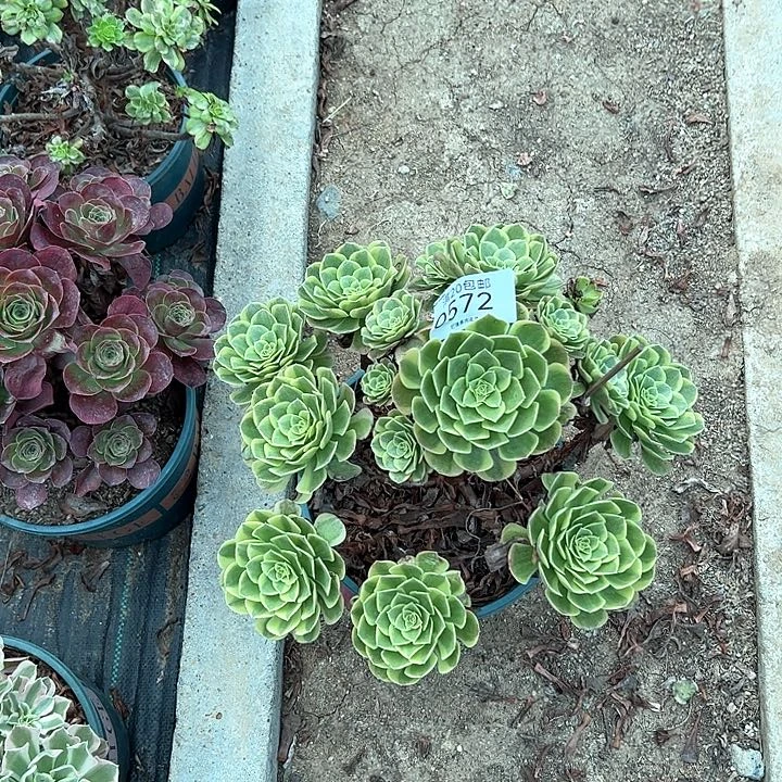 0572奶白多肉植物